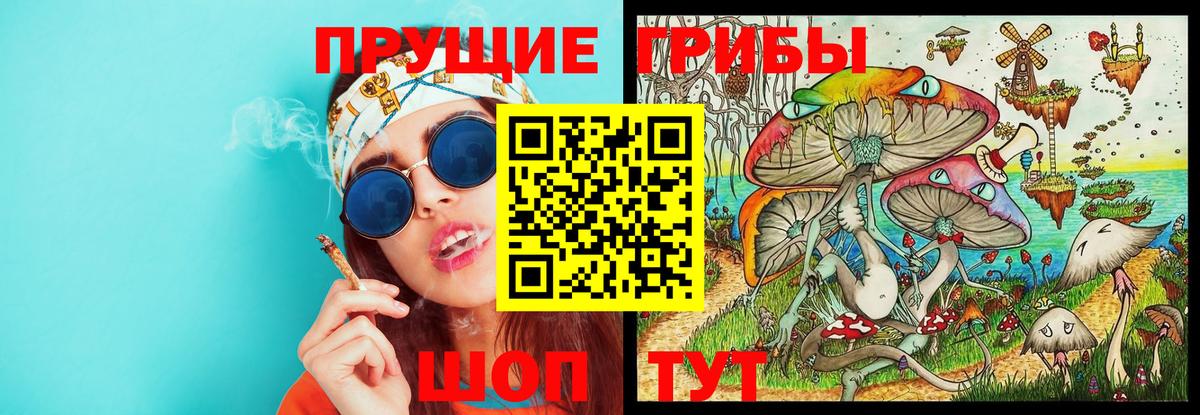 Псилоцибиновые грибы Psilocybe Красноуфимск